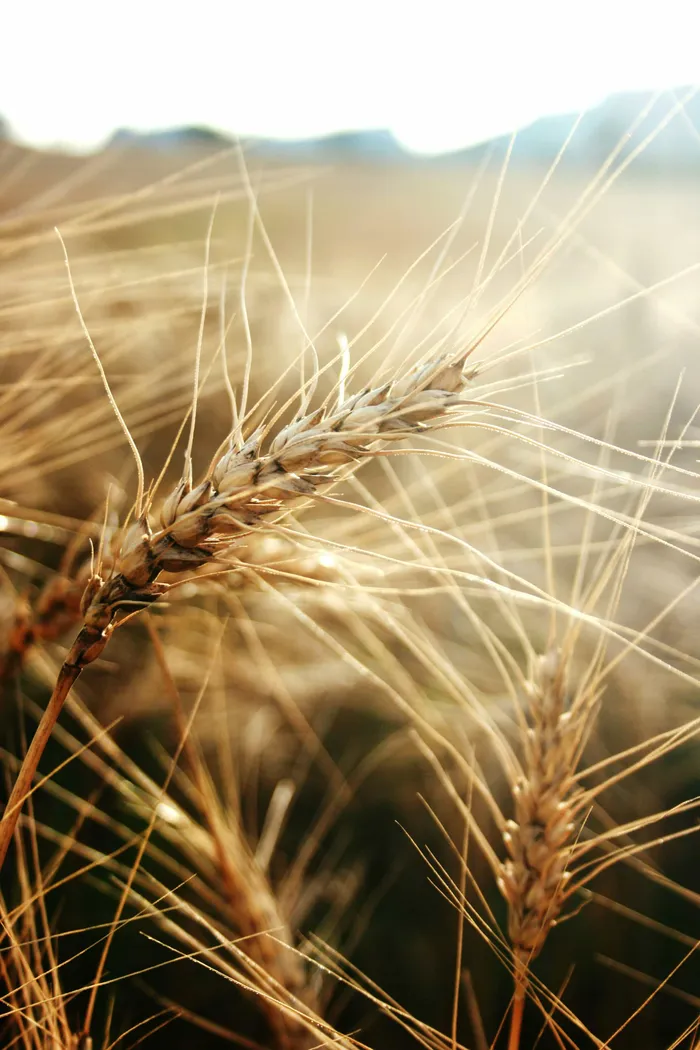 Ein Foto von einer Wizengerste in der Natur